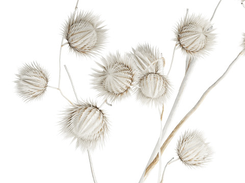 Bouquet Dried Flowers From White Branches Thistle 549 Modelo 3D