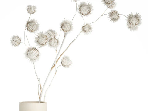 Bouquet Dried Flowers From White Branches Thistle 549 3D Model