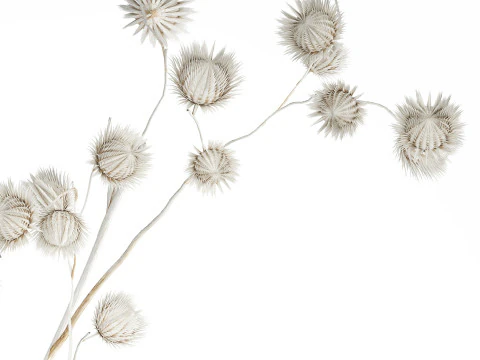 Bouquet Dried Flowers From White Branches Thistle 549 3D Model
