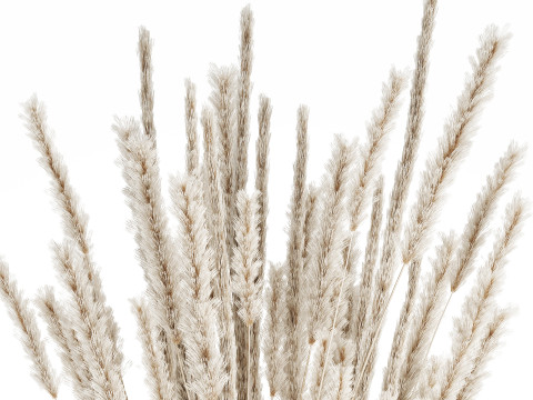 White bouquet dried flowers branches pampas 550 Modelo 3D
