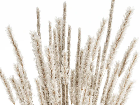Buqu&ecirc; branco flores secas ramos pampas 550 Modelo 3D