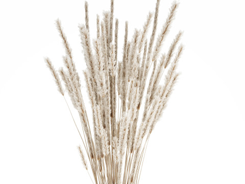 White bouquet dried flowers branches pampas 550 Modelo 3D
