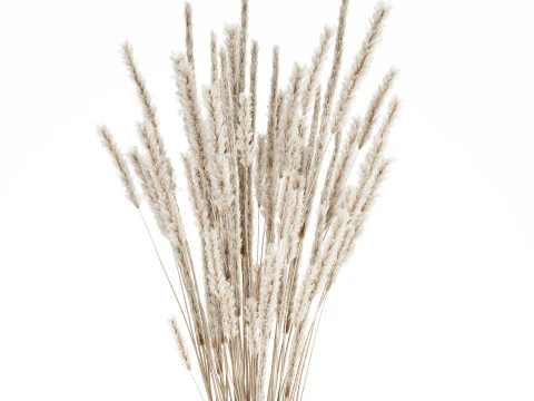 Buqu&ecirc; branco flores secas ramos pampas 550 Modelo 3D