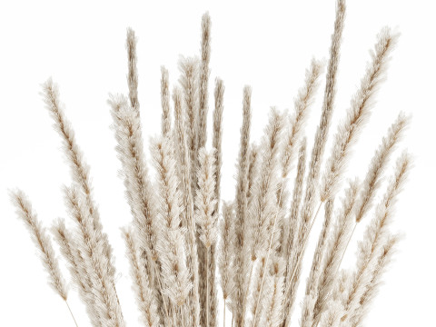 White bouquet dried flowers branches pampas 550 Modelo 3D