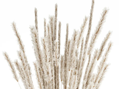 Buqu&ecirc; branco flores secas ramos pampas 550 Modelo 3D