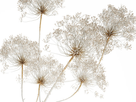 Bouquet dried flowers branches Heracleum hogweed 551 3D 模型