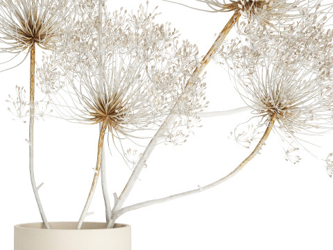 Bouquet dried flowers branches Heracleum hogweed 551 3D 模型