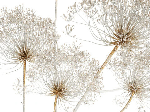 Bouquet dried flowers branches Heracleum hogweed 551 3D Model