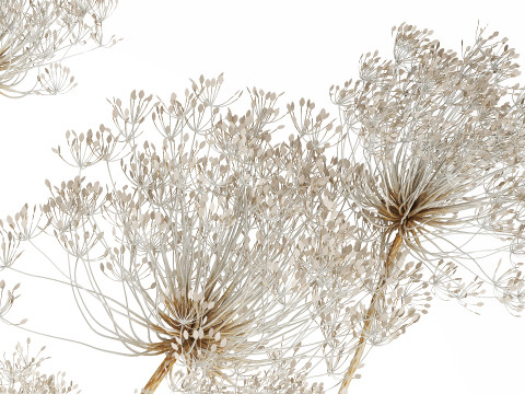 Bouquet dried flowers branches Heracleum hogweed 551 3D 模型