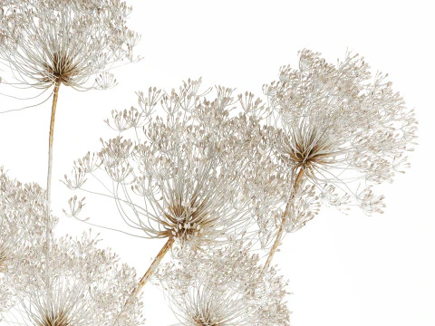 Bouquet dried flowers branches Heracleum hogweed 551 3D Model