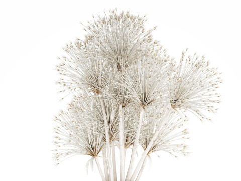 Bouquet Dried Flowers White Branches Hogweed Vase 553 3D Model