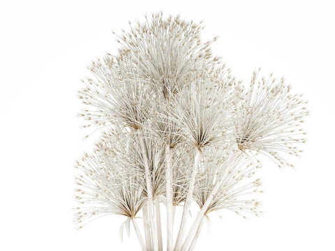 Bouquet Dried Flowers White Branches Hogweed Vase 553 3D Model