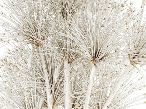 Bouquet Dried Flowers White Branches Hogweed Vase 553 3D Model