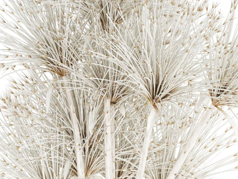 Bouquet Dried Flowers White Branches Hogweed Vase 553 3D Model