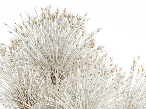 Bouquet Dried Flowers White Branches Hogweed Vase 553 3D Model