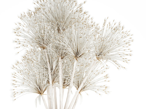 Bouquet Dried Flowers White Branches Hogweed Vase 553 3D Model