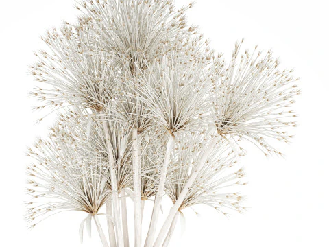 Bouquet Dried Flowers White Branches Hogweed Vase 553 3D Model