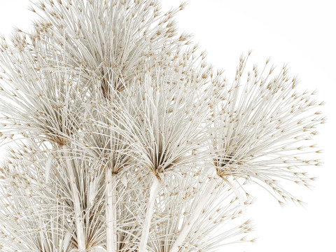 Bouquet Dried Flowers White Branches Hogweed Vase 553 3D Model