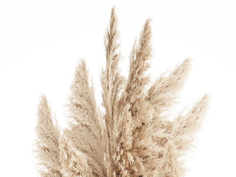 Bouquet Dried Flowers Branches Cortaderia Pampas vase 554 Modelo 3D