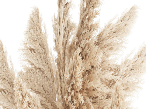 Bouquet Dried Flowers Branches Cortaderia Pampas vase 554 Modelo 3D