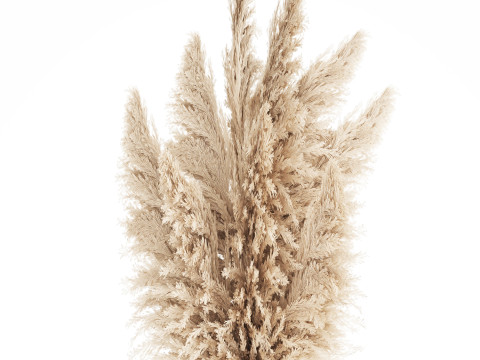 Bouquet Dried Flowers Branches Cortaderia Pampas vase 554 Modelo 3D
