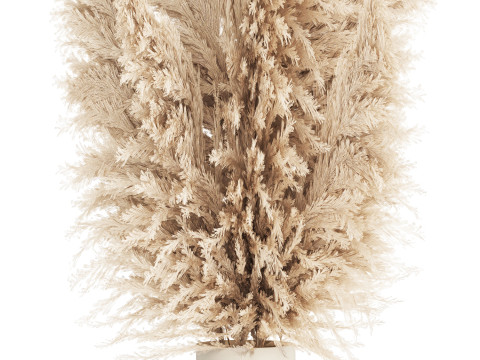 Bouquet Dried Flowers Branches Cortaderia Pampas vase 554 Modelo 3D