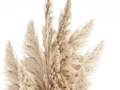 Bouquet Dried Flowers Branches Cortaderia Pampas vase 554 Modelo 3D