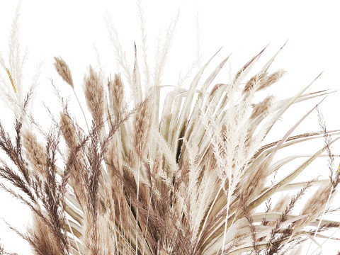 Bouquet Dried Flowers From White Pampas Branches vase 555 Modelo 3D