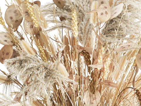 Bouquet Dried Flowers Dry Pampas Wheat Spikelet 557 3D Model