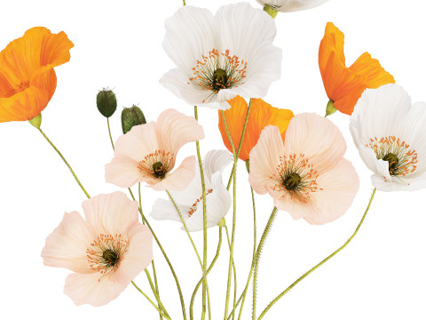 Flower Bouquet White Icelandic Poppy In A Vase 558 Modello 3D