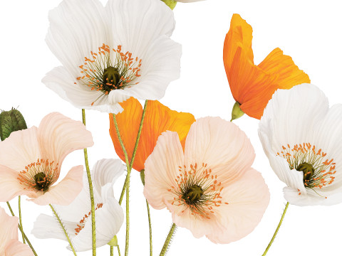 Flower Bouquet White Icelandic Poppy In A Vase 558 Modello 3D