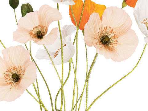 Flower Bouquet White Icelandic Poppy In A Vase 558 Modello 3D