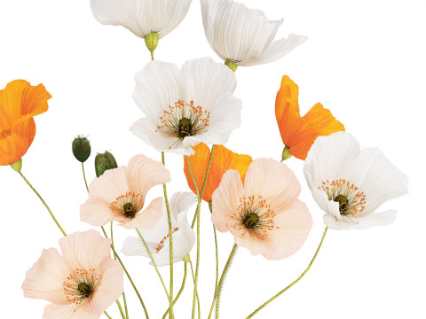 Flower Bouquet White Icelandic Poppy In A Vase 558 Modello 3D