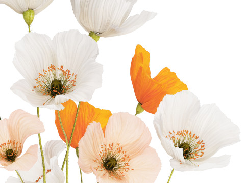 Flower Bouquet White Icelandic Poppy In A Vase 558 Modello 3D