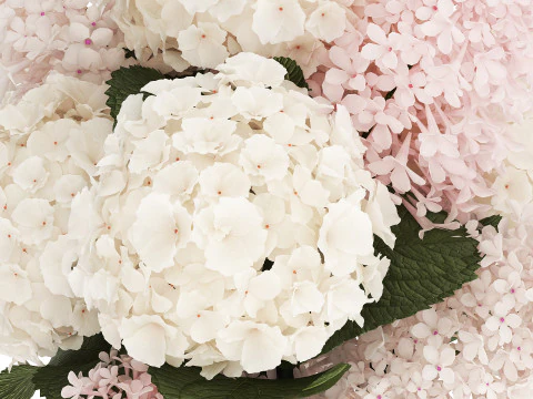 Lindo vaso buqu&ecirc; branco ramos de hort&ecirc;nsia lil&aacute;s 558 Modelo 3D