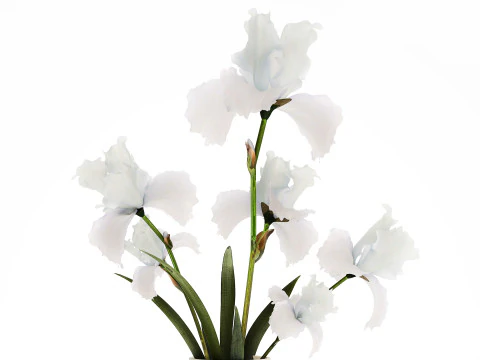 Beautiful white small bouquet in a vase with flowers Iris Set 563 3D Model