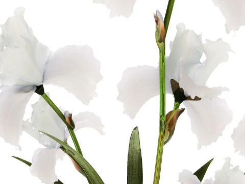 Beautiful white small bouquet in a vase with flowers Iris Set 563 3D Model