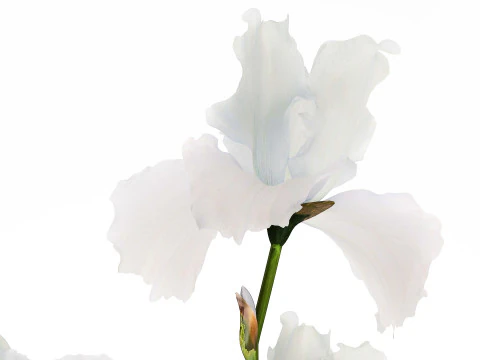 Beautiful white small bouquet in a vase with flowers Iris Set 563 3D Model