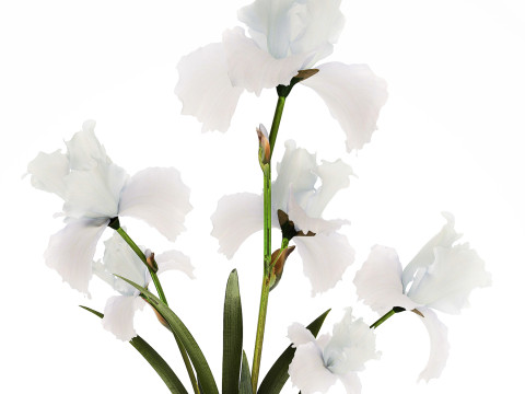Beautiful white small bouquet in a vase with flowers Iris Set 563 3D-Modell
