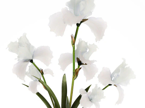Beautiful white small bouquet in a vase with flowers Iris Set 563 3D Model