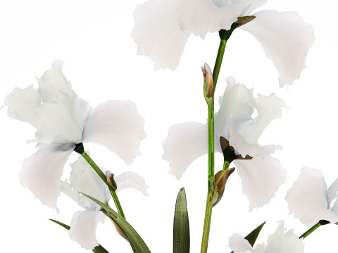 Beautiful white small bouquet in a vase with flowers Iris Set 563 3D-Modell