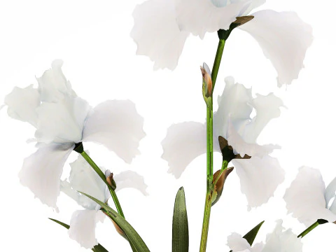 Beautiful white small bouquet in a vase with flowers Iris Set 563 3D Model
