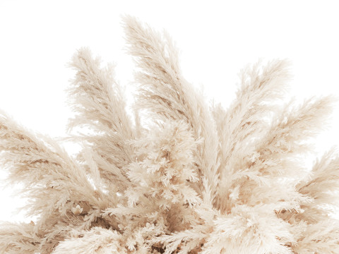 White Bouquet Dried Flowers Gypsophila Cortaderia 564 Modello 3D