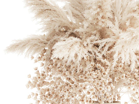 Buqu&ecirc; Branco Flores Secas Gypsophila Cortaderia 564 Modelo 3D
