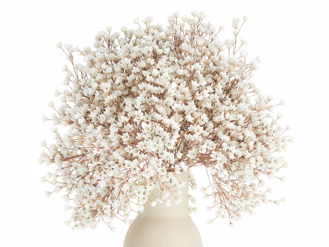 White Bouquet Dried Flowers Branches Gypsophila 567 3D Model