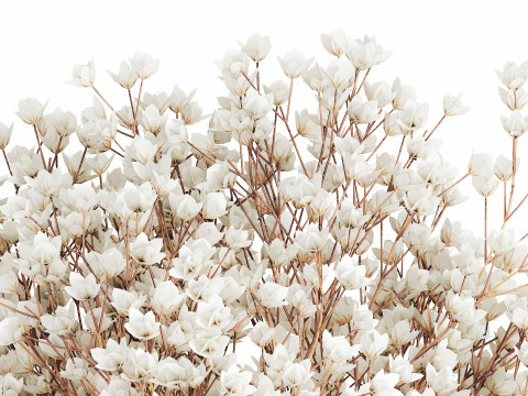 White Bouquet Dried Flowers Branches Gypsophila 567 3D Model