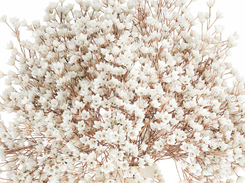 White Bouquet Dried Flowers Branches Gypsophila 567 3D Model
