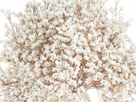 White Bouquet Dried Flowers Branches Gypsophila 567 3D Model