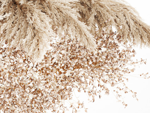 Hanging Installation Bouquet Dried Flowers Branch Lunaria pampas 3Dモデル