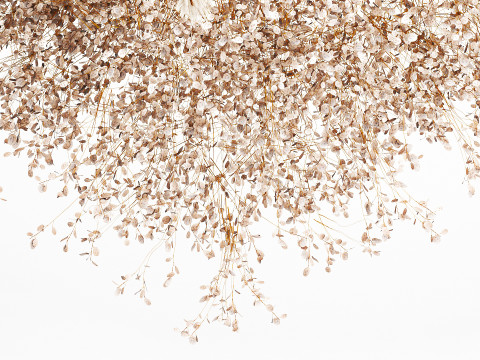 Hanging Installation Bouquet Dried Flowers Branch Lunaria pampas 3Dモデル